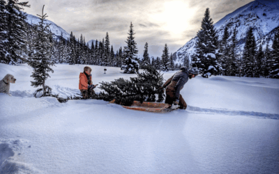 BLM Offering Christmas Tree Permits on Public Lands