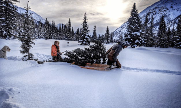 BLM Offering Christmas Tree Permits on Public Lands