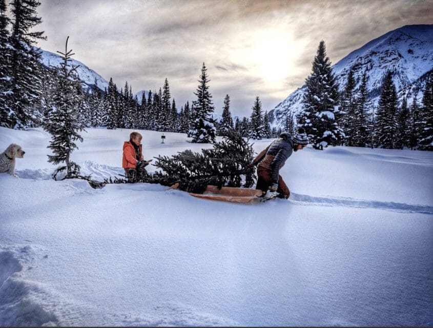 BLM Offering Christmas Tree Permits on Public Lands