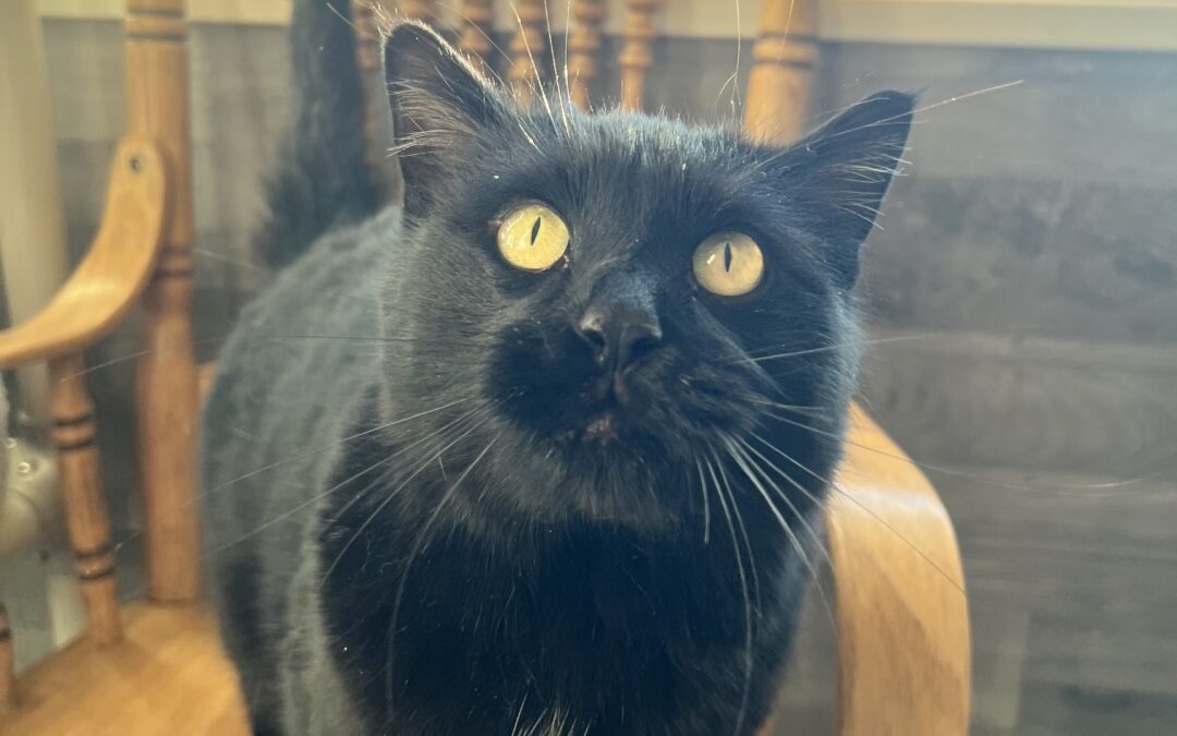 🐾 Pet of the Week: Meet Switch