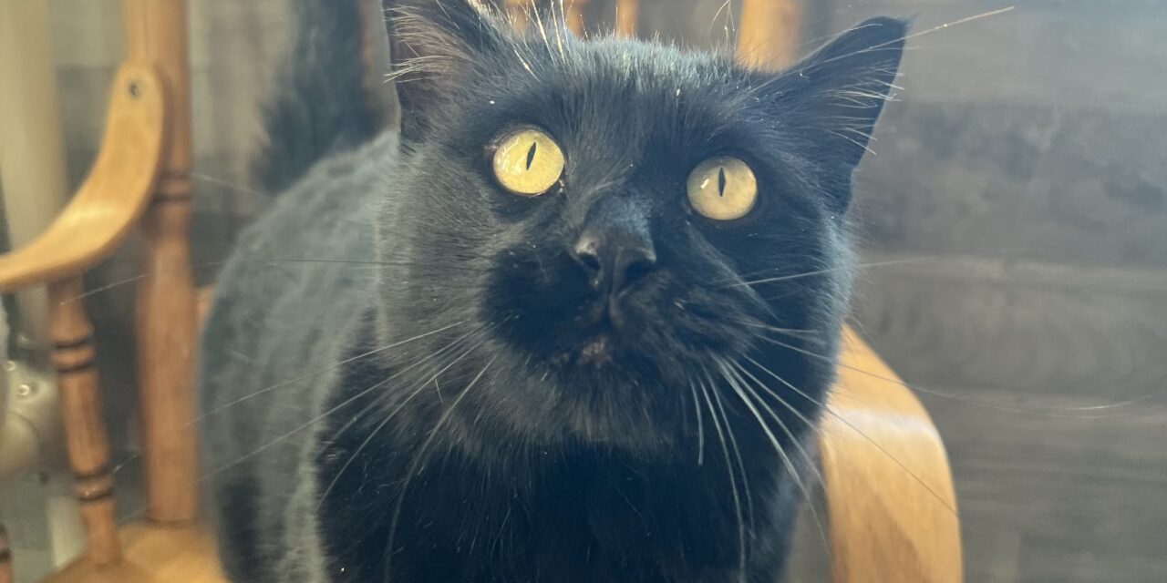 🐾 Pet of the Week: Meet Switch