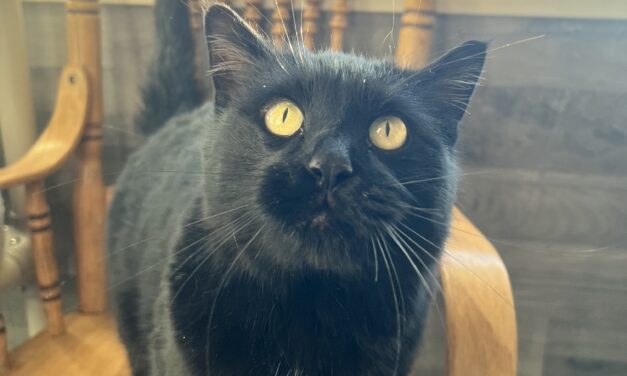 🐾 Pet of the Week: Meet Switch