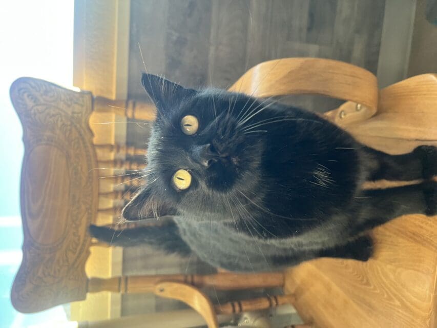 🐾 Pet of the Week: Meet Switch