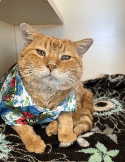 Ark Valley Humane Society, Pet of the week: Meet Hobby