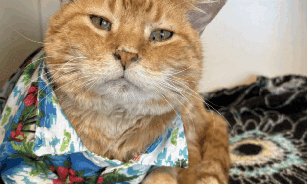 Ark Valley Humane Society, Pet of the week: Meet Hobby