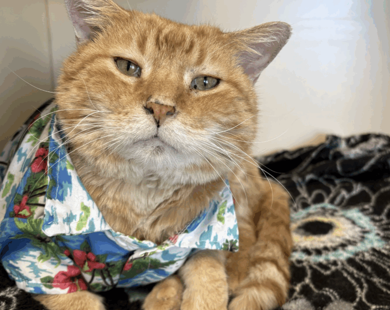 Ark Valley Humane Society, Pet of the week: Meet Hobby