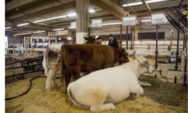 National Western Stock Show Kicks Off in Denver
