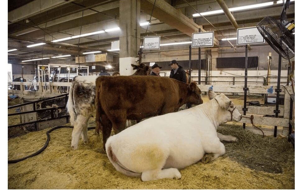 National Western Stock Show Kicks Off in Denver