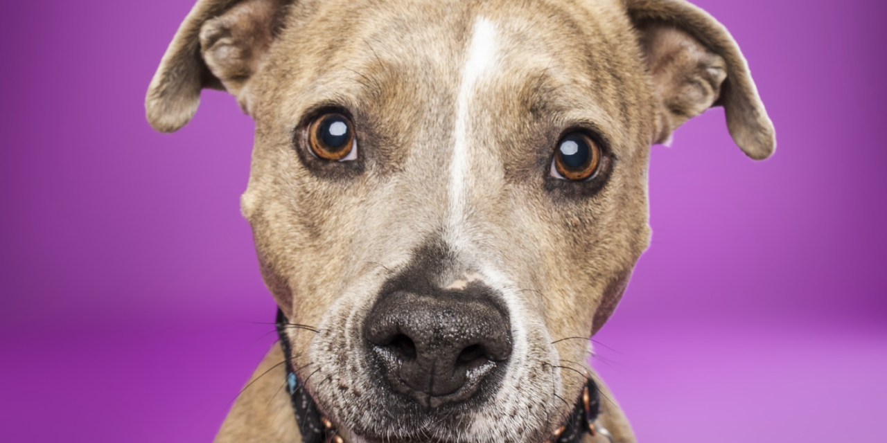 Pet of The Week: Kida