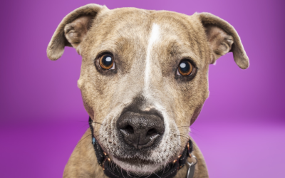 Pet of The Week: Kida