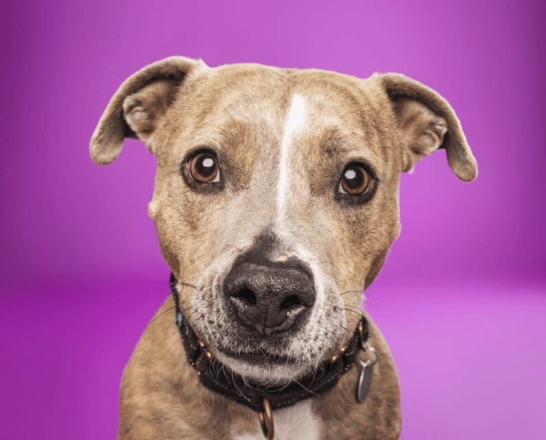 Pet of The Week: Kida