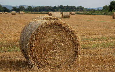 Low Snowpack Driving Up Hay and Livestock Feed Prices Across Colorado
