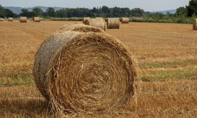 Low Snowpack Driving Up Hay and Livestock Feed Prices Across Colorado