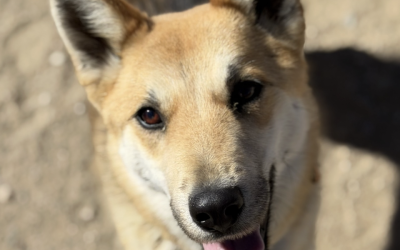 Pet Of The Week: Swiper