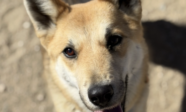 Pet Of The Week: Swiper