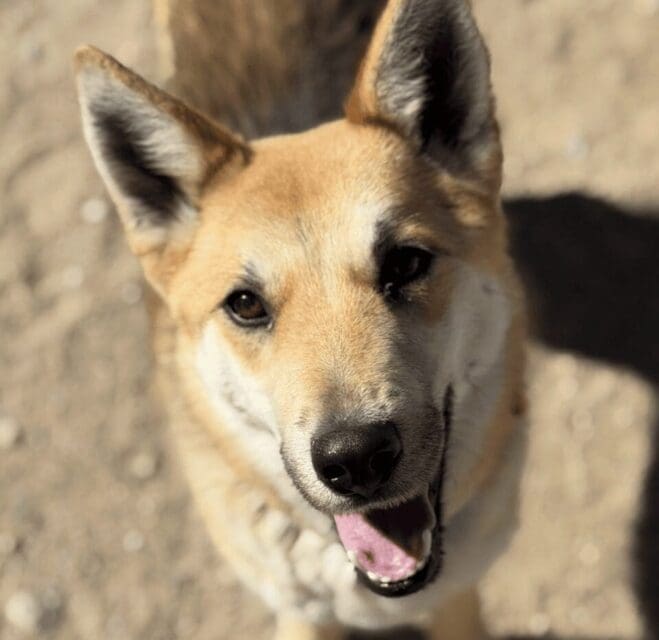 Pet Of The Week: Swiper