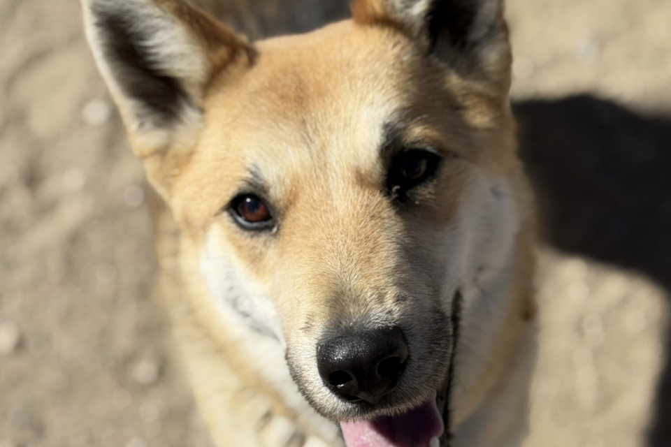 Pet Of The Week: Swiper