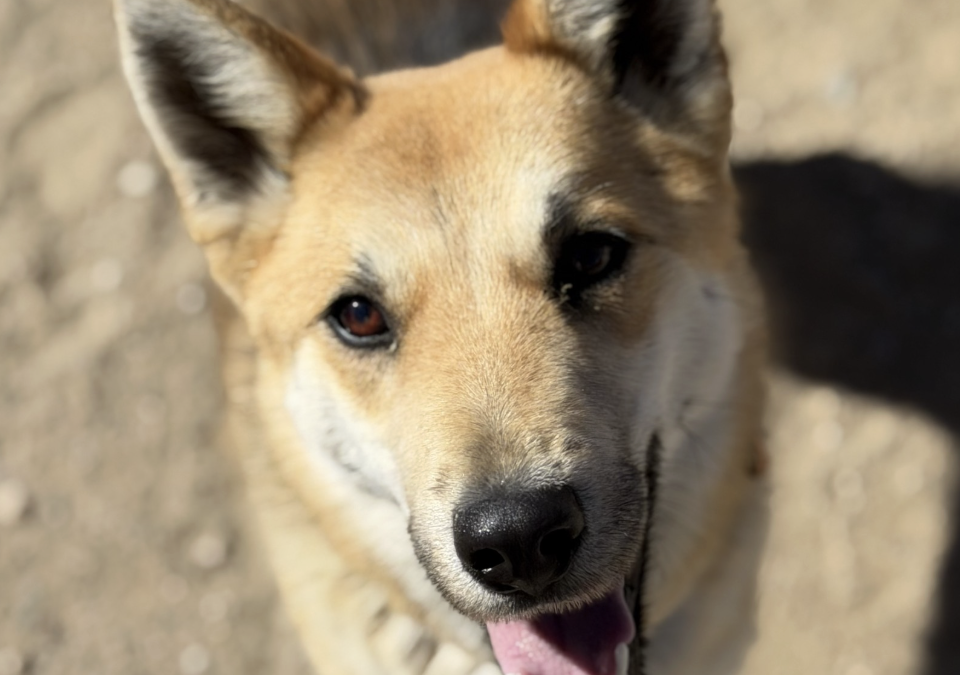 Pet Of The Week: Swiper