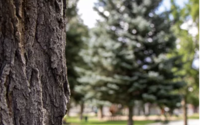 Salida Tree Board Launches Tree Adoption Program to Grow Urban Forest