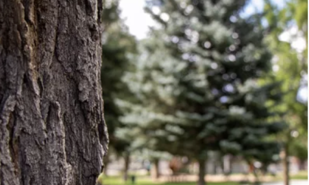 Salida Tree Board Launches Tree Adoption Program to Grow Urban Forest
