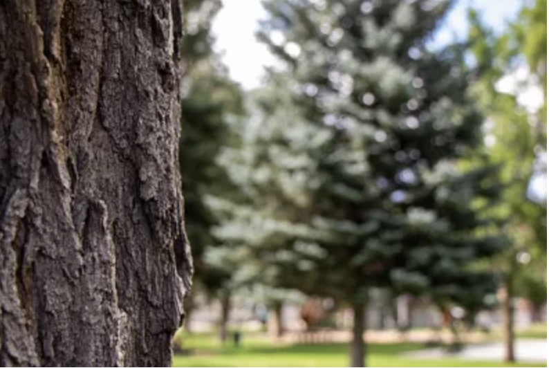 Salida Tree Board Launches Tree Adoption Program to Grow Urban Forest