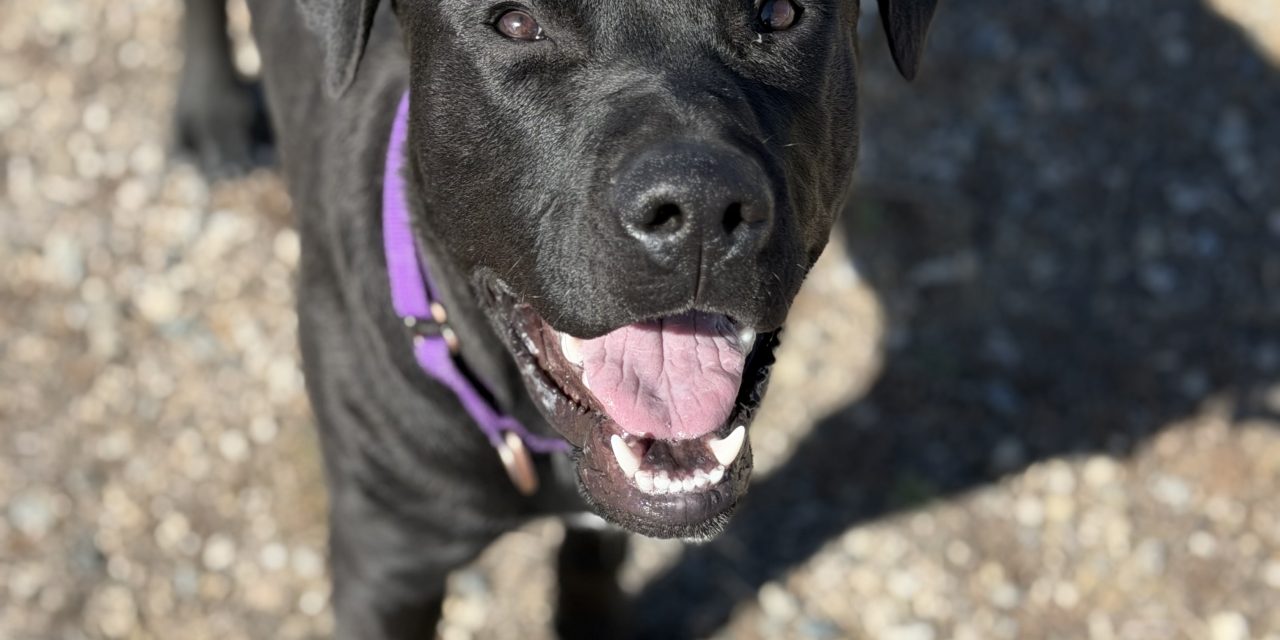 Pet of the Week: Remus