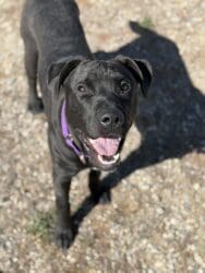 Pet of the Week: Remus
