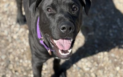 Pet of the Week: Remus