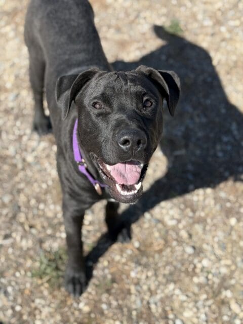 Pet of the Week: Remus