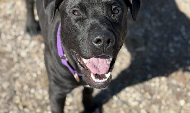 Pet of the Week: Remus