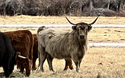 Central Colorado Conservancy Announces New 447-acre Conservation Easement on the Frenchman’s Creek Ranch in Chaffee County