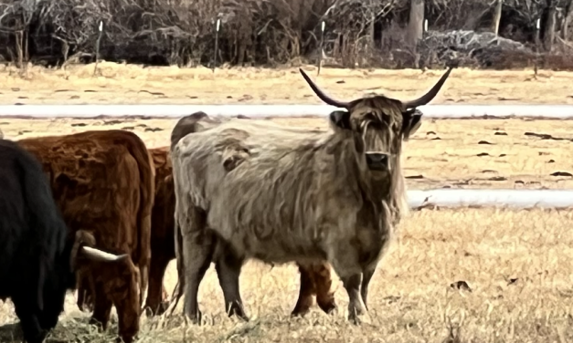 Central Colorado Conservancy Announces New 447-acre Conservation Easement on the Frenchman’s Creek Ranch in Chaffee County