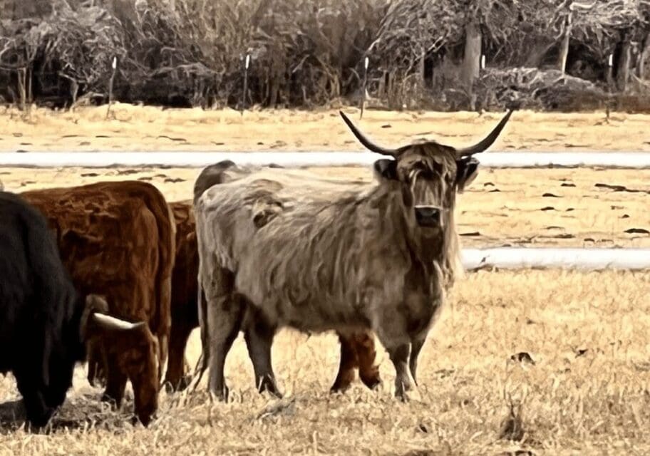 Central Colorado Conservancy Announces New 447-acre Conservation Easement on the Frenchman’s Creek Ranch in Chaffee County