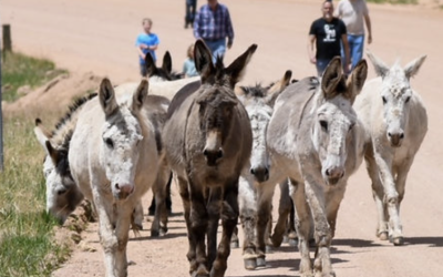Cripple Creek Donkey Release Celebration Returns Today