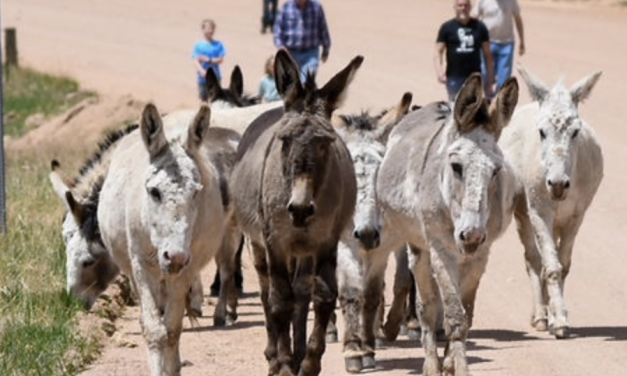 Cripple Creek Donkey Release Celebration Returns Today
