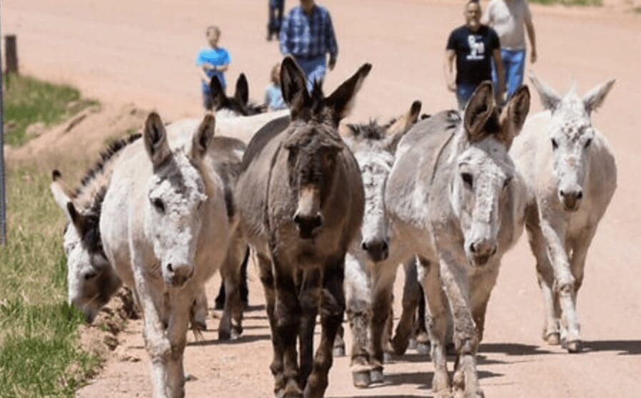 Cripple Creek Donkey Release Celebration Returns Today