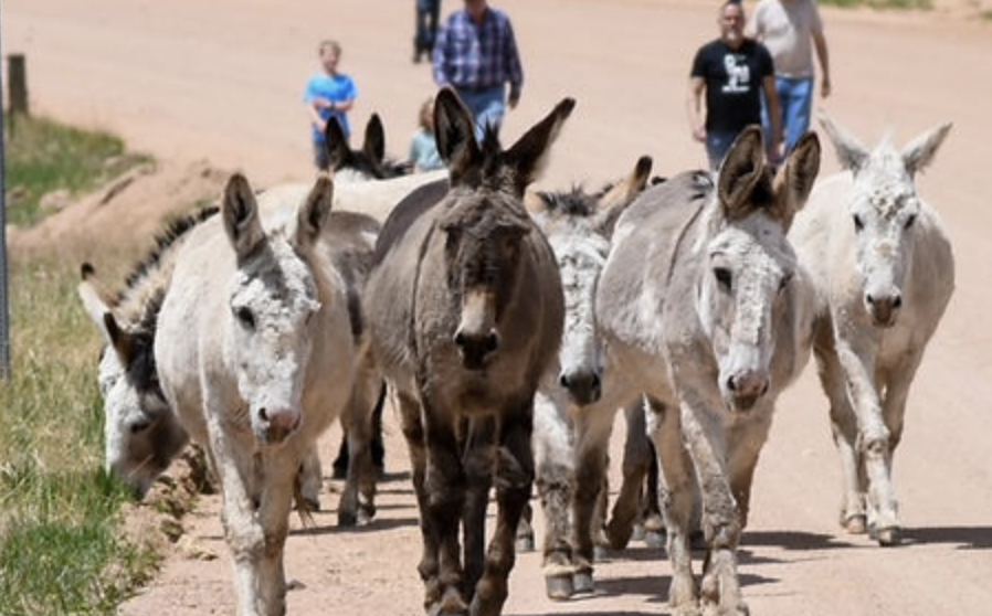 Cripple Creek Donkey Release Celebration Returns Today