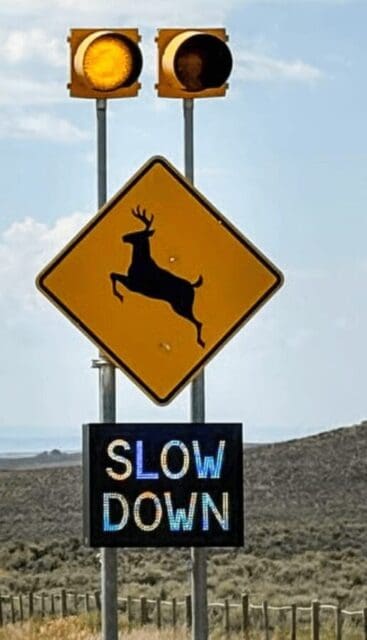 New Colorado Law Will Fund Wildlife Crossings Through Optional Vehicle Registration Fee