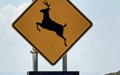 New Colorado Law Will Fund Wildlife Crossings Through Optional Vehicle Registration Fee