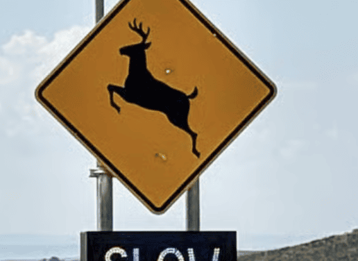 New Colorado Law Will Fund Wildlife Crossings Through Optional Vehicle Registration Fee