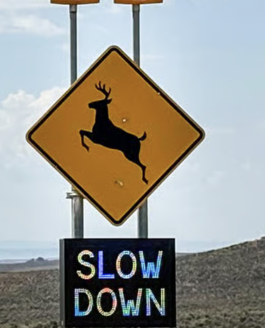 New Colorado Law Will Fund Wildlife Crossings Through Optional Vehicle Registration Fee