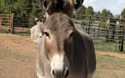 Donkey Derby Days Returns to Cripple Creek This Weekend