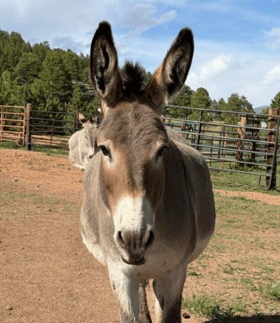 Donkey Derby Days Returns to Cripple Creek This Weekend