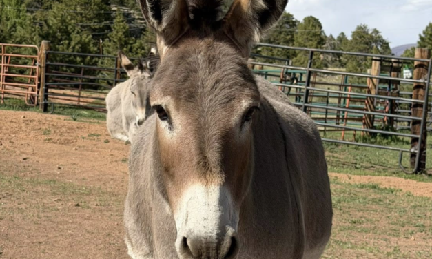 Donkey Derby Days Returns to Cripple Creek This Weekend