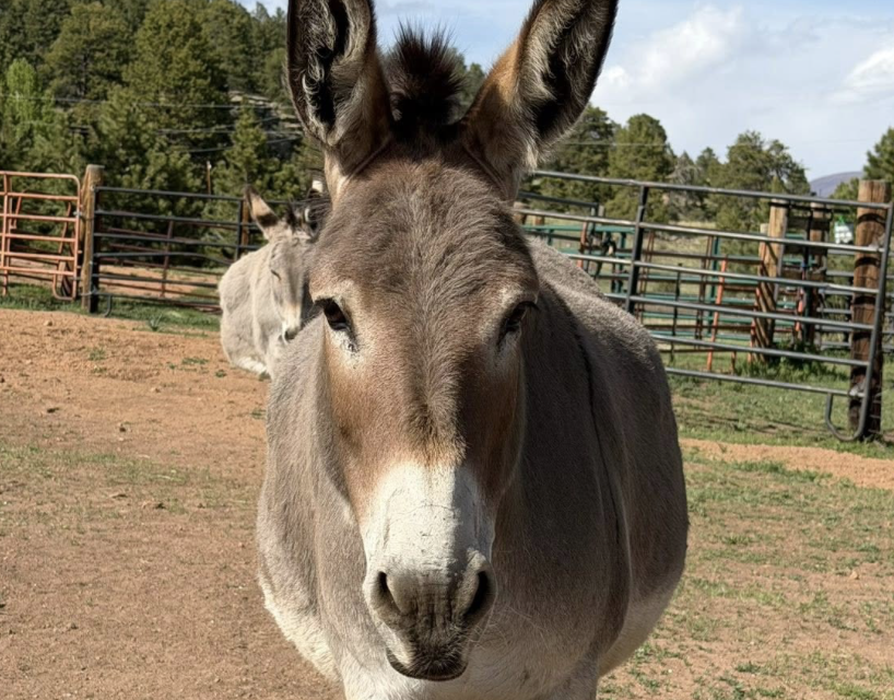 Donkey Derby Days Returns to Cripple Creek This Weekend