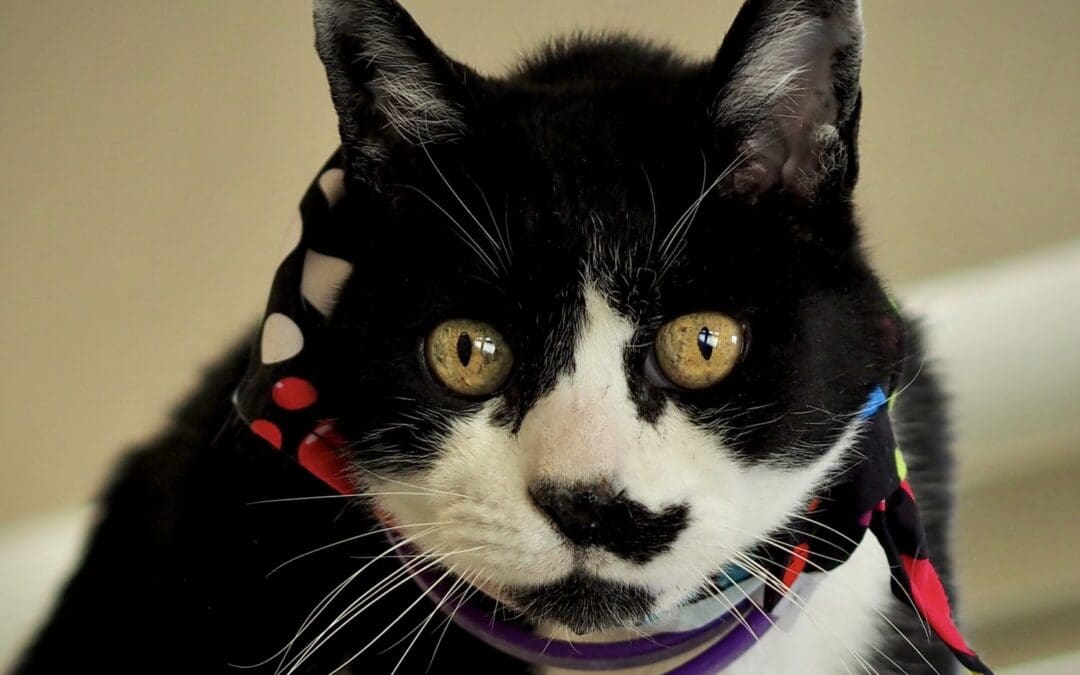 Pet of the Week