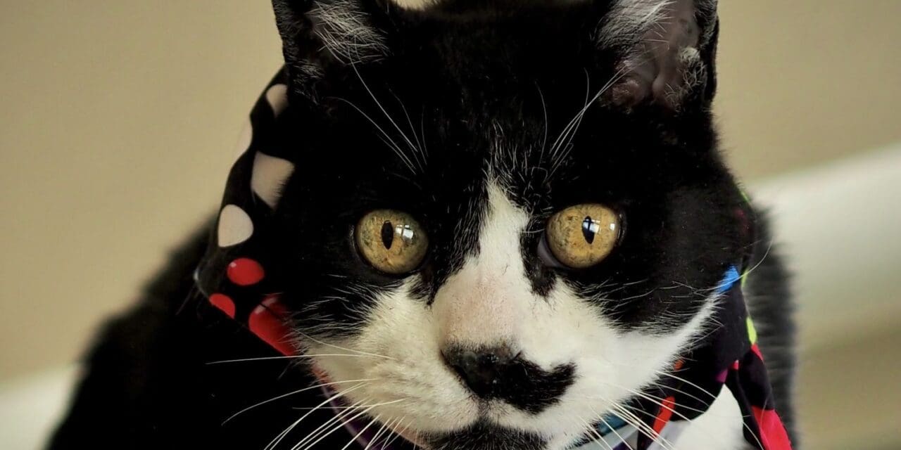 Pet of the Week