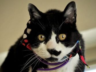 Pet of the Week