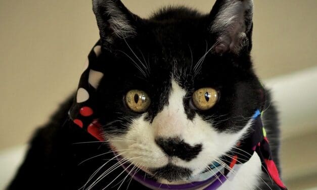 Pet of the Week