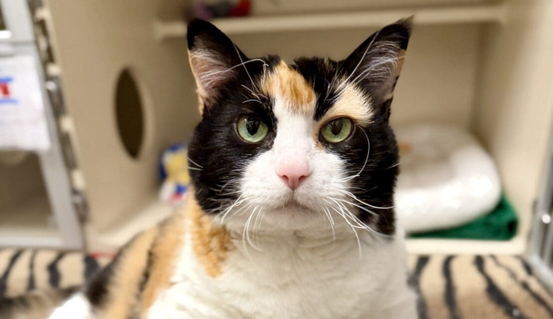 Pet of the Week